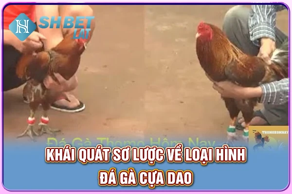 Khái quát sơ lược về loại hình đá gà cựa dao