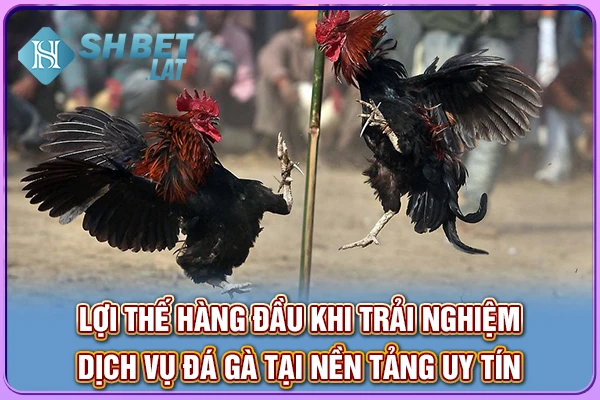 Lợi thế hàng đầu khi trải nghiệm dịch vụ đá gà tại nền tảng uy tín Lợi thế hàng đầu khi trải nghiệm dịch vụ đá gà tại nền tảng uy tín