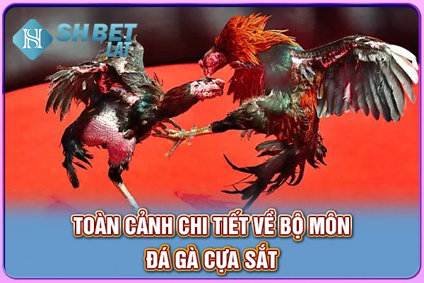 Toàn cảnh chi tiết về bộ môn đá gà cựa sắt Toàn cảnh chi tiết về bộ môn đá gà cựa sắt